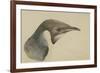 Immature Emperor Penguin, McMurdo Strait, 6 Feb, 1904-Edward Adrian Wilson-Framed Giclee Print