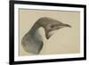 Immature Emperor Penguin, McMurdo Strait, 6 Feb, 1904-Edward Adrian Wilson-Framed Giclee Print