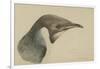 Immature Emperor Penguin, McMurdo Strait, 6 Feb, 1904-Edward Adrian Wilson-Framed Giclee Print