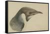 Immature Emperor Penguin, McMurdo Strait, 6 Feb, 1904-Edward Adrian Wilson-Framed Stretched Canvas