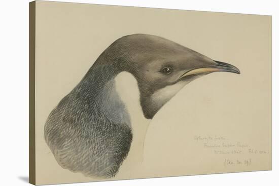 Immature Emperor Penguin, McMurdo Strait, 6 Feb, 1904-Edward Adrian Wilson-Stretched Canvas