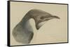 Immature Emperor Penguin, McMurdo Strait, 6 Feb, 1904-Edward Adrian Wilson-Framed Stretched Canvas