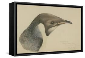 Immature Emperor Penguin, McMurdo Strait, 6 Feb, 1904-Edward Adrian Wilson-Framed Stretched Canvas