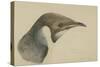 Immature Emperor Penguin, McMurdo Strait, 6 Feb, 1904-Edward Adrian Wilson-Stretched Canvas