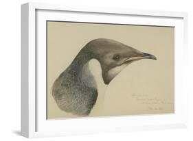 Immature Emperor Penguin, McMurdo Strait, 6 Feb, 1904-Edward Adrian Wilson-Framed Giclee Print