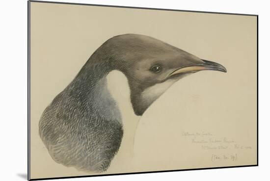 Immature Emperor Penguin, McMurdo Strait, 6 Feb, 1904-Edward Adrian Wilson-Mounted Giclee Print