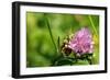 Immature Female Great Green Bush Cricket (Tettigonia Viridissima) and Clover Flower-Nick Upton-Framed Photographic Print