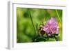 Immature Female Great Green Bush Cricket (Tettigonia Viridissima) and Clover Flower-Nick Upton-Framed Photographic Print