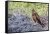 Immature Galapagos Hawk (Buteo Galapagoensis) in Urbina Bay-Michael Nolan-Framed Stretched Canvas