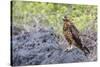 Immature Galapagos Hawk (Buteo Galapagoensis) in Urbina Bay-Michael Nolan-Stretched Canvas