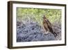 Immature Galapagos Hawk (Buteo Galapagoensis) in Urbina Bay-Michael Nolan-Framed Photographic Print