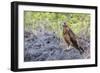 Immature Galapagos Hawk (Buteo Galapagoensis) in Urbina Bay-Michael Nolan-Framed Photographic Print