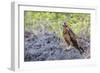 Immature Galapagos Hawk (Buteo Galapagoensis) in Urbina Bay-Michael Nolan-Framed Photographic Print