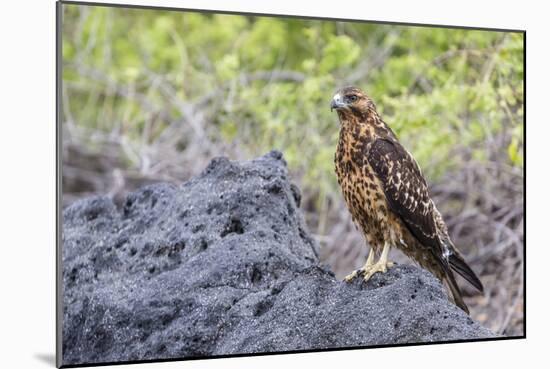 Immature Galapagos Hawk (Buteo Galapagoensis) in Urbina Bay-Michael Nolan-Mounted Photographic Print