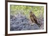 Immature Galapagos Hawk (Buteo Galapagoensis) in Urbina Bay-Michael Nolan-Framed Photographic Print