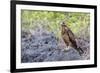 Immature Galapagos Hawk (Buteo Galapagoensis) in Urbina Bay-Michael Nolan-Framed Photographic Print