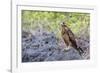 Immature Galapagos Hawk (Buteo Galapagoensis) in Urbina Bay-Michael Nolan-Framed Photographic Print