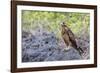 Immature Galapagos Hawk (Buteo Galapagoensis) in Urbina Bay-Michael Nolan-Framed Photographic Print