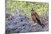 Immature Galapagos Hawk (Buteo Galapagoensis) in Urbina Bay-Michael Nolan-Mounted Photographic Print