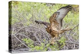 Immature Galapagos Hawk (Buteo Galapagoensis) in Urbina Bay-Michael Nolan-Stretched Canvas