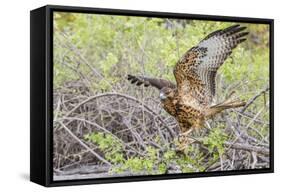 Immature Galapagos Hawk (Buteo Galapagoensis) in Urbina Bay-Michael Nolan-Framed Stretched Canvas