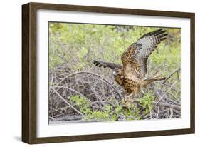 Immature Galapagos Hawk (Buteo Galapagoensis) in Urbina Bay-Michael Nolan-Framed Photographic Print