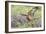 Immature Galapagos Hawk (Buteo Galapagoensis) in Urbina Bay-Michael Nolan-Framed Photographic Print