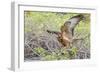 Immature Galapagos Hawk (Buteo Galapagoensis) in Urbina Bay-Michael Nolan-Framed Photographic Print