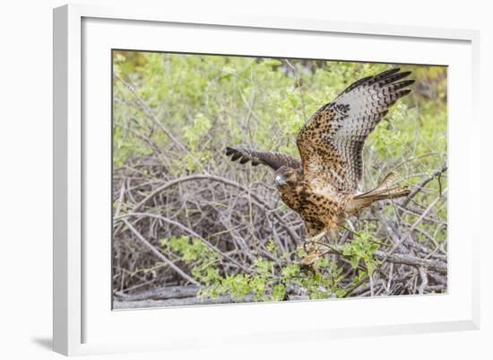 Immature Galapagos Hawk (Buteo Galapagoensis) in Urbina Bay-Michael Nolan-Framed Photographic Print