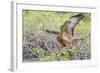 Immature Galapagos Hawk (Buteo Galapagoensis) in Urbina Bay-Michael Nolan-Framed Photographic Print