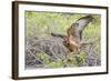 Immature Galapagos Hawk (Buteo Galapagoensis) in Urbina Bay-Michael Nolan-Framed Photographic Print