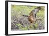 Immature Galapagos Hawk (Buteo Galapagoensis) in Urbina Bay-Michael Nolan-Framed Photographic Print