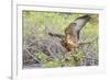 Immature Galapagos Hawk (Buteo Galapagoensis) in Urbina Bay-Michael Nolan-Framed Photographic Print