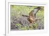 Immature Galapagos Hawk (Buteo Galapagoensis) in Urbina Bay-Michael Nolan-Framed Photographic Print