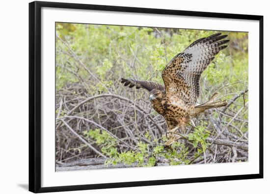 Immature Galapagos Hawk (Buteo Galapagoensis) in Urbina Bay-Michael Nolan-Framed Photographic Print