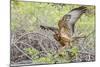 Immature Galapagos Hawk (Buteo Galapagoensis) in Urbina Bay-Michael Nolan-Mounted Photographic Print