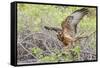 Immature Galapagos Hawk (Buteo Galapagoensis) in Urbina Bay-Michael Nolan-Framed Stretched Canvas