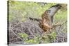 Immature Galapagos Hawk (Buteo Galapagoensis) in Urbina Bay-Michael Nolan-Stretched Canvas