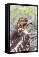 Immature Galapagos Hawk (Buteo Galapagoensis) in Urbina Bay-Michael Nolan-Framed Stretched Canvas