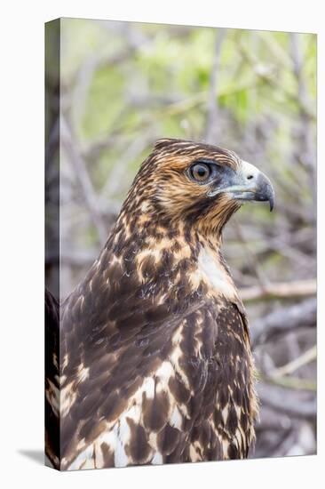 Immature Galapagos Hawk (Buteo Galapagoensis) in Urbina Bay-Michael Nolan-Stretched Canvas