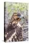 Immature Galapagos Hawk (Buteo Galapagoensis) in Urbina Bay-Michael Nolan-Stretched Canvas