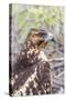 Immature Galapagos Hawk (Buteo Galapagoensis) in Urbina Bay-Michael Nolan-Stretched Canvas