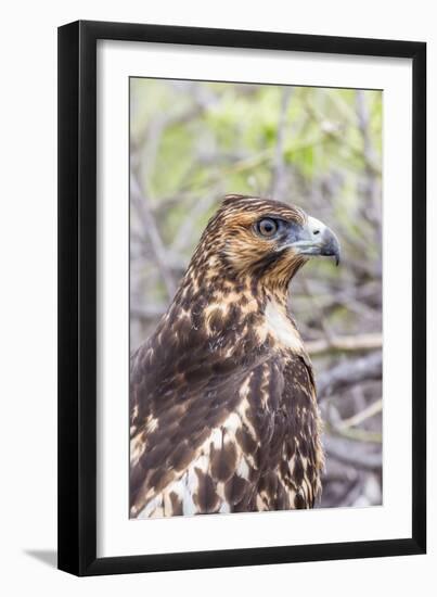 Immature Galapagos Hawk (Buteo Galapagoensis) in Urbina Bay-Michael Nolan-Framed Photographic Print