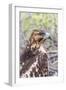 Immature Galapagos Hawk (Buteo Galapagoensis) in Urbina Bay-Michael Nolan-Framed Photographic Print