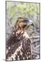 Immature Galapagos Hawk (Buteo Galapagoensis) in Urbina Bay-Michael Nolan-Mounted Photographic Print