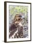 Immature Galapagos Hawk (Buteo Galapagoensis) in Urbina Bay-Michael Nolan-Framed Photographic Print