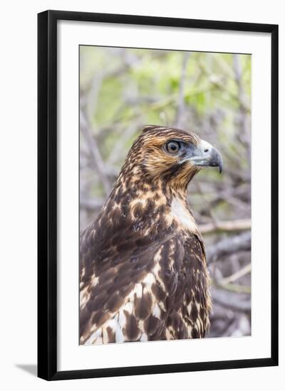 Immature Galapagos Hawk (Buteo Galapagoensis) in Urbina Bay-Michael Nolan-Framed Photographic Print