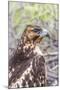 Immature Galapagos Hawk (Buteo Galapagoensis) in Urbina Bay-Michael Nolan-Mounted Photographic Print