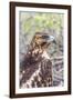 Immature Galapagos Hawk (Buteo Galapagoensis) in Urbina Bay-Michael Nolan-Framed Photographic Print