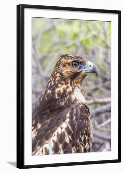 Immature Galapagos Hawk (Buteo Galapagoensis) in Urbina Bay-Michael Nolan-Framed Photographic Print